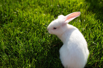 Bunny rabbit in sunset light on green grass during summer day. Baby cute tiny rabbits photography.