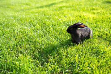 Obraz premium Bunny rabbit in sunset light on green grass during summer day. Baby cute tiny rabbits photography.