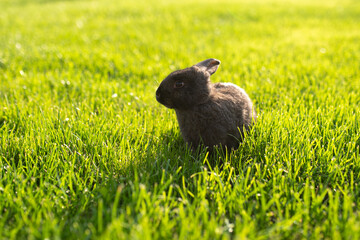 Bunny rabbit in sunset light on green grass during summer day. Baby cute tiny rabbits photography.