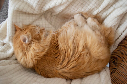 cute sleeping red cat