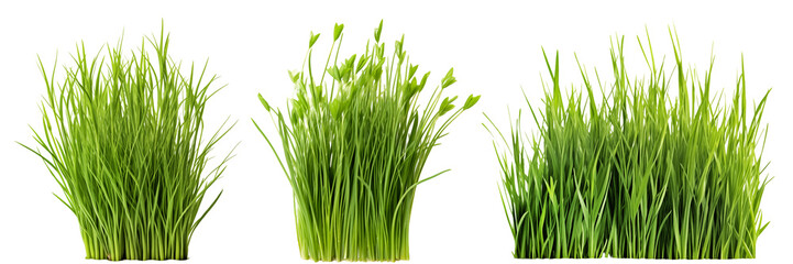 Set of different short vertical piece of green grass cut on a transparent background. Different grass with sprouts, side view, close-up. - obrazy, fototapety, plakaty