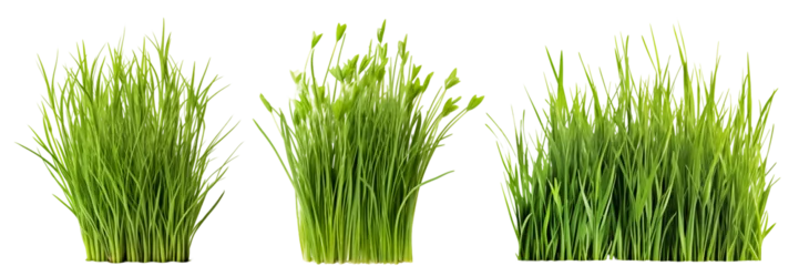 Fotobehang Set of different short vertical piece of green grass cut on a transparent background. Different grass with sprouts, side view, close-up. © SERSOLL