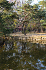 pond in the park