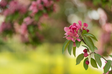 Closeup of decorative purple apple blossom in summer