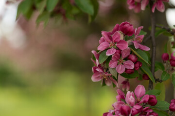 Closeup of decorative purple apple blossom in summer