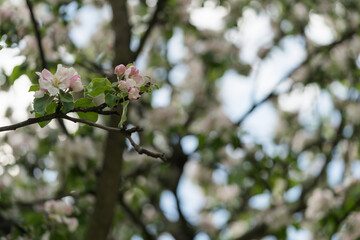 apple blossom in early summer closeup flowers