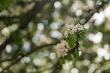 apple blossom in early summer closeup flowers