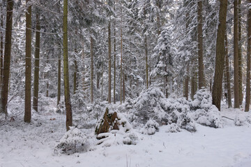 Fototapeta premium Wintertime landscape of snowy coniferous tree stand