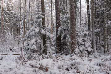 Wintertime landscape of snowy coniferous tree stand