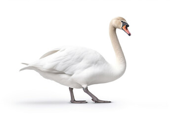 White swan isolated on white background