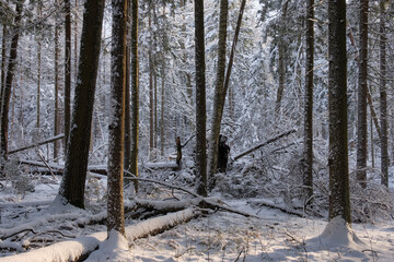 Fototapeta premium Wintertime landscape of snowy coniferous tree stand