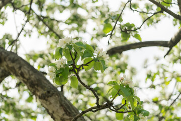 apple blossom in early summer closeup flowers