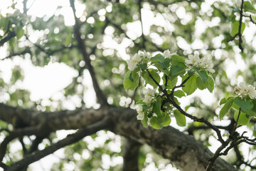 apple blossom in early summer closeup flowers