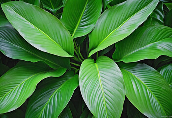 Tropical foliage background featuring abstract green leaves of Spathiphyllum cannifolium - obrazy, fototapety, plakaty
