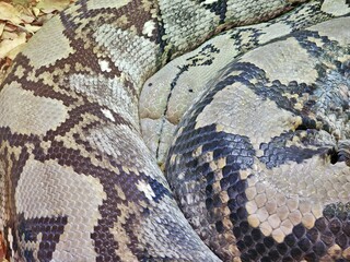 The reptiles at Al Ain Zoo showcase a fascinating array of species, from vibrant geckos to majestic pythons. Housed in carefully designed enclosures, these creatures highlight the beauty of scales, un