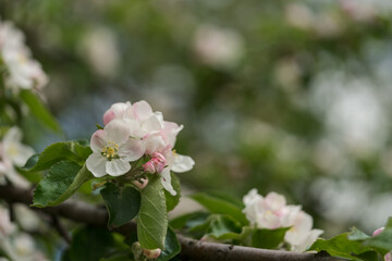 apple blossom in early summer closeup flowers