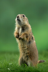 Prairie dog (Cynomys) is native to the grasslands of North America.