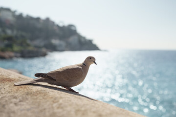 Closeup portrait of collared dove on a stone fence