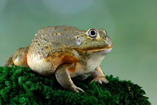 The African Bullfrog or Pixie Frog (Pyxicephalus adspersus) is the world's second largest species of frog after the Goliath Frog.