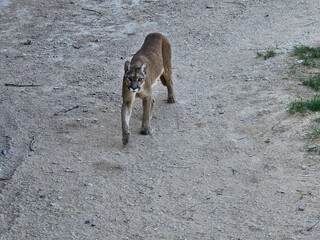 A Eurasian lynx walking gracefully within its enclosure at Al Ain Zoo in the United Arab Emirates....