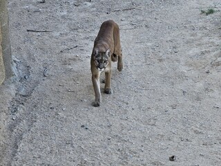 A Eurasian lynx walking gracefully within its enclosure at Al Ain Zoo in the United Arab Emirates....