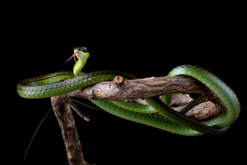 Dendrelaphis formosus or Elegant Bronzeback is a slim snake native to Indonesia and Malaysia.