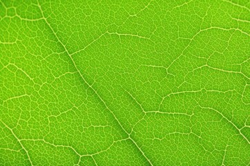 Green texture of plants in full screen (background)