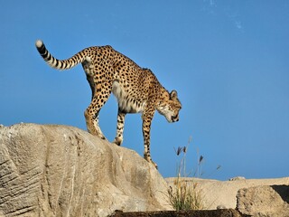 he jaguar, with its powerful build and distinctive rosette-patterned coat, is a symbol of strength and stealth in the wild. This apex predator roams the dense forests and swamps of the Americas