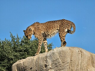 Obraz premium he jaguar, with its powerful build and distinctive rosette-patterned coat, is a symbol of strength and stealth in the wild. This apex predator roams the dense forests and swamps of the Americas