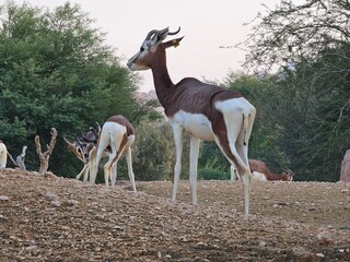 Graceful and elegant, this brown and white deer captivates visitors with its gentle gaze and medium-sized horns, roaming peacefully in the heart of Al Ain Zoo.