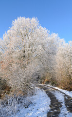 Idyllic winter landscape scene with frozen snow covered trees in a forest in the rural countryside in Germany, Europe