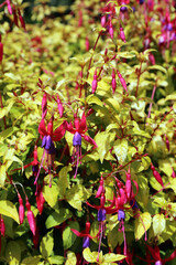 Closeup image of sunlit Fuchsia flowers, Devon, England