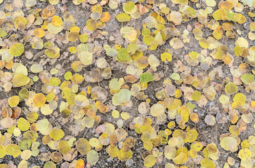 Frozen yellow leaves of the Populus tremula, European aspen tree on the forest ground during winter, top view from above