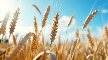 Fototapeta premium Close-Up of Golden Wheat Grains in a Flourishing Field for Bread and Pastry Production in the Agriculture Supply Chain Business with Nature Background and Blue Sky