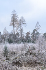 Forest landscape with coniferous trees in the rural woodlands and countryside during winter in Germany, Europe