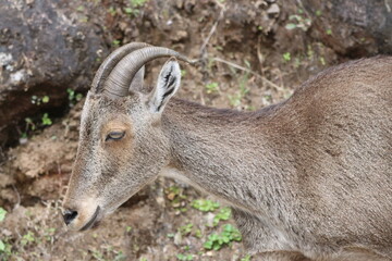 The Nilgiri Tahr, an iconic species inhabiting the majestic Western Ghats of southern India....