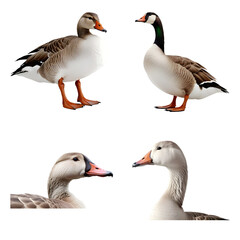 Beautiful Goose set isolated on a white background. Generative AI