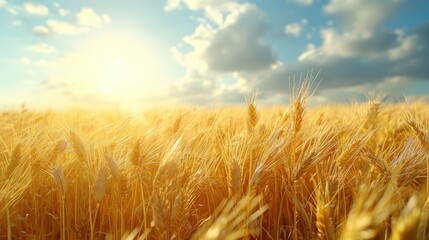 A waving wheat farm, sunny sky