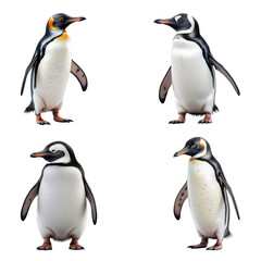 Fototapeta premium Beautiful Penguin set isolated on a white background. Generative AI