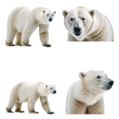 Foto op Canvas Beautiful Polar bear set isolated on a white background. Generative AI © Photo Wall