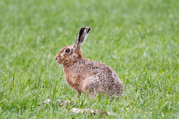 European Hare (Lepus europaeus) sitting in a field, taken near Salisbury, UK.