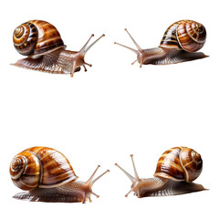 Beautiful Snail set isolated on a white background. Generative AI