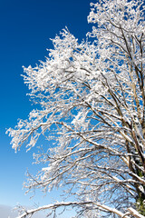 Part view of a tree covered by snow