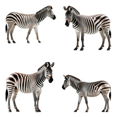 Fototapeta na wymiar Beautiful Zebra set isolated on a white background. Generative AI