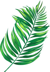 Leaf illustration on transparent background.
