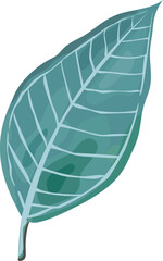 Leaf illustration on transparent background.
