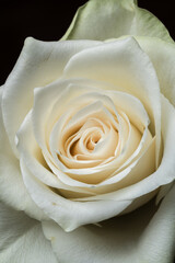 Close-up macro of the flower head of a single white beautiful rose with fine details and layered petals