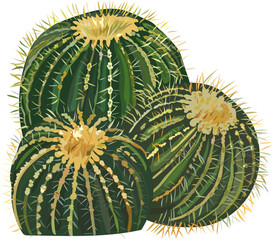 Cactus watercolor illustration on transparent background.
