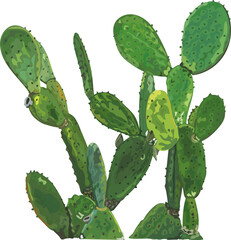 Cactus watercolor illustration on transparent background.
