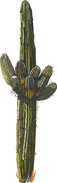 Cactus watercolor illustration on transparent background.
